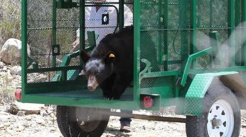 Oseznos se desplazan hacia zonas desérticas de Coahuila