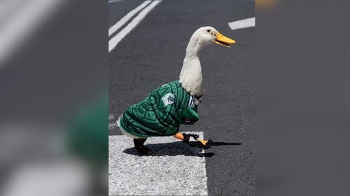 Pato Merlín estrena redes y avanza su registro en el IMPI
