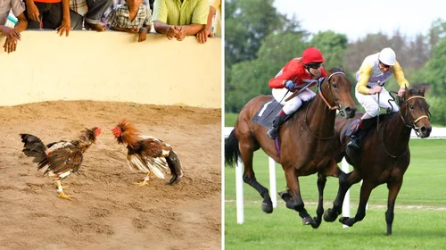 Chiapas prohíbe peleas de gallos y carreras de caballos