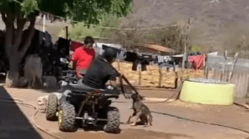 Denuncian crueldad animal por ejecución a balazos de un perro