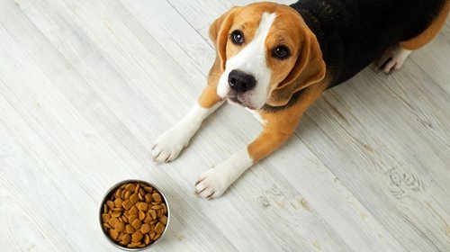 Proponen eliminar IVA en alimentos y medicinas para mascotas