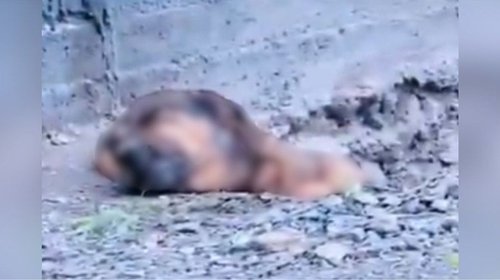Muere perro rescatado que fue enterrado vivo en Saltillo