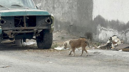 Alertan por supuesta camioneta que se lleva perros en Matamoros