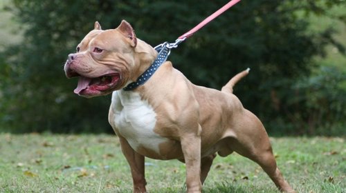 Adulta mayor pierde parte del brazo tras ataque de perro en CDMX