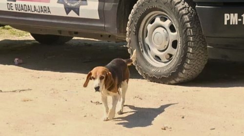 ¡Macabro! Perro pasea con brazo humano en Zapopan