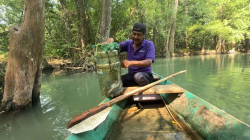 Alertan por pesca desmedida de langostinos y acamayas en ríos