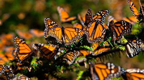 Día de la Mariposa Monarca: un paso adelante en la conservación