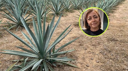 Analiza Cabildo de Reynosa certificación de origen del mezcal