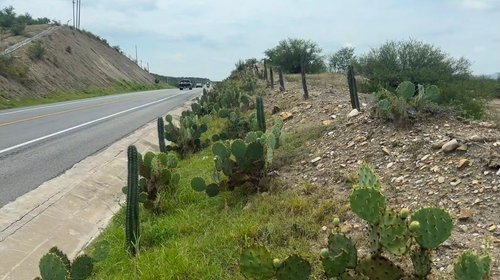 Llaman a reforestar con plantas nativas taludes federales