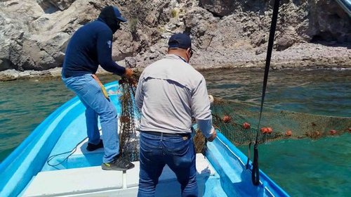 Aseguran 400 toneladas de pescado ilegal en junio