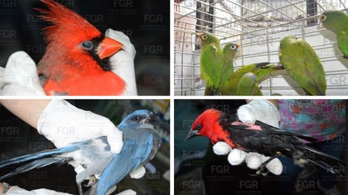 Procesan a dos personas por tráfico de fauna silvestre en Morelos