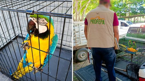 Rescata Profepa animales exóticos en Tabasco tras cateo