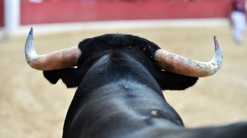 Prohibirán escuelas taurinas o relacionadas con crueldad animal