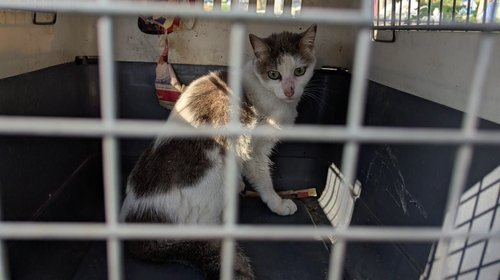 División Ambiental refuerza rescates de animales en NL