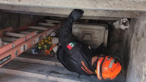 Salva Protección Civil de Guadalupe a gatito atrapado en tumba