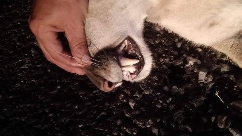 Segundo caso de puma atropellado en la carretera 57 en Castaños