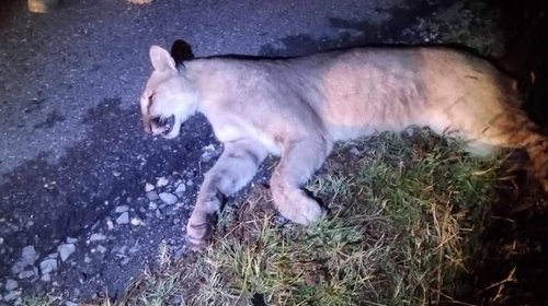 Atropellamiento de pumas expone presión sobre fauna silvestre