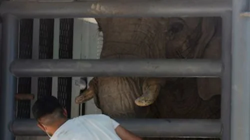 La elefanta Pupy llega a su nuevo hogar en un santuario de Brasil