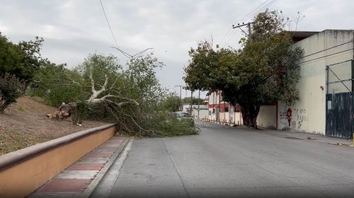 Ráfagas de viento derriban árboles y postes en Matamoros