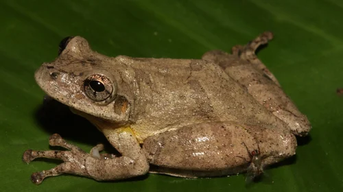 Descubren nueva especie de rana en la Amazonía de Perú