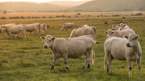 Rayo causa la muerte de 80 vacas y 2 caballos Paraguay
