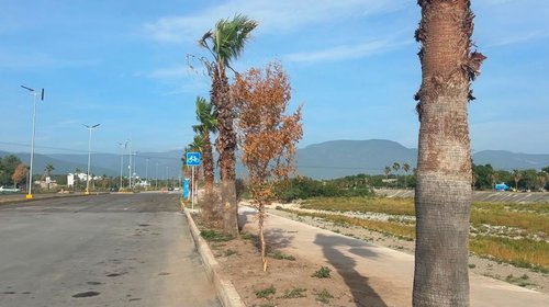 Advierten por fallas en reforestación de bulevar