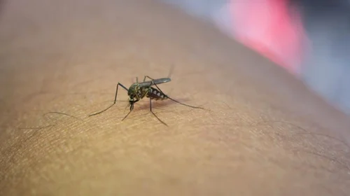 Refuerza Matamoros acciones de prevención contra el dengue