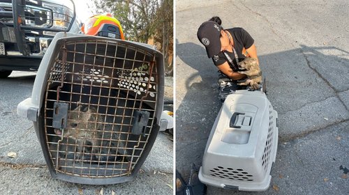 Rescatan a pecarí bebé en alcantarilla de Guadalupe