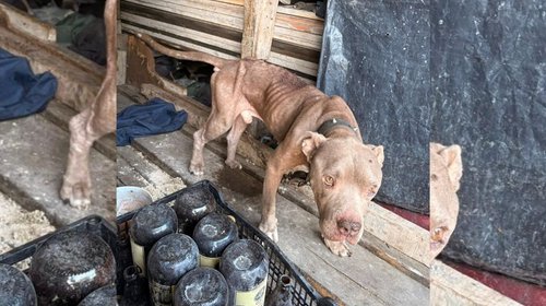 Rescatan dos perros por maltrato en Santa Catarina