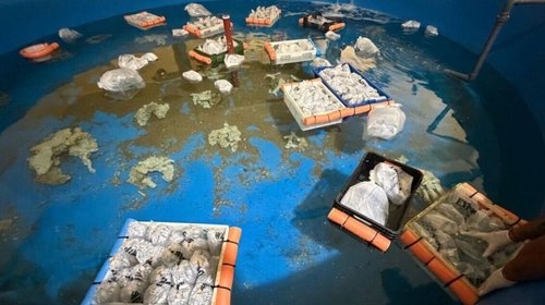 Argentina rescata más de 700 animales traficados desde Kenia