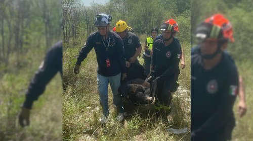 Rescatan oso tras recorrer zonas urbanas de Santa Catarina