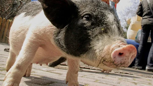 Trasplantan con éxito un riñón de cerdo a un humano en China