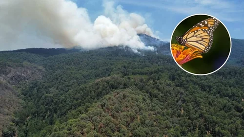 Incendio en Michoacán afecta a santuario de la mariposa monarca