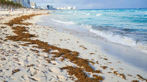 Sargazo rompe récord en Quintana Roo con más de 100,000 toneladas