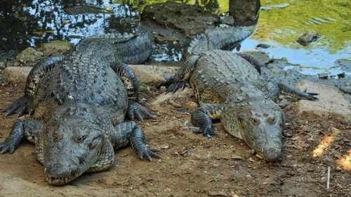SEDUMA busca controlar sobrepoblación de cocodrilos
