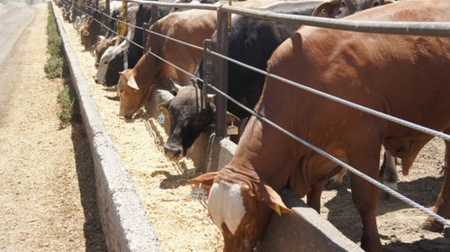 Golpea sequía y cierre fronterizo a ganaderos