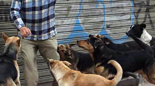 Denuncian ataque de perros a mujer que hacía ejercicio