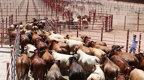 Reabre Sonora exportación de ganado a EUA tras 14 meses