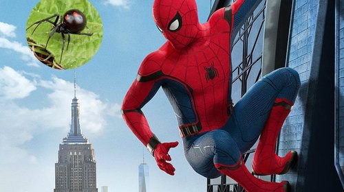 Niño se deja picar por viuda negra; quería ser Spider-Man