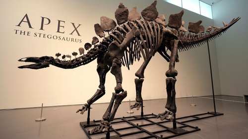 Subastarán en Nueva York un estegosaurio con indicios de artritis