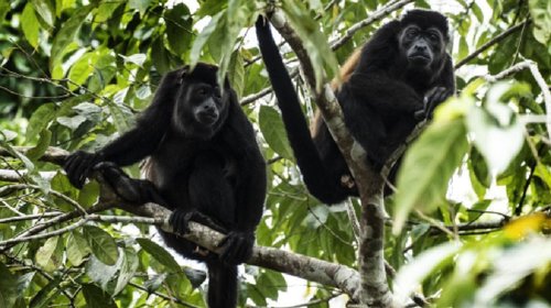 Sube a más de 200 los primates muertos por altas temperaturas