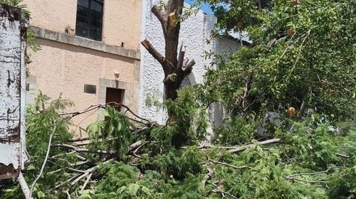 Genera tala de árboles indignación en habitantes de Parras