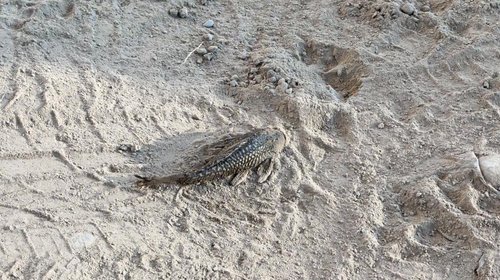 Detectan la presencia de peces ‘diablo’ en el Río Bravo