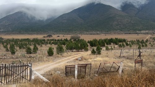 Se une Tamaulipas a la producción de pinos navideños