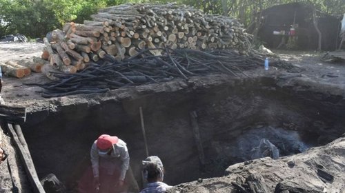 Tamaulipas líder nacional en la producción de carbón vegetal