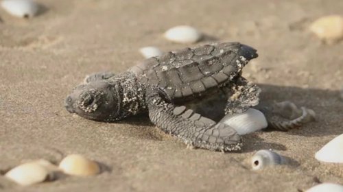 Rompen récord con liberación de 1.2 millones de tortugas lora