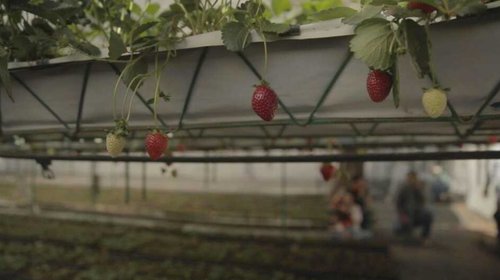 Tecnifican cultivos y ahora campesinos ganan millones