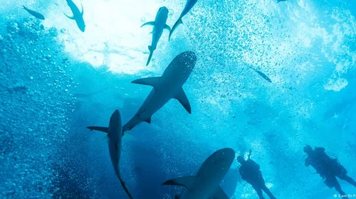 Hallan drogas y fármacos en la sangre de tiburones