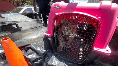Rescatan a cachorro de tigre de bengala en Ecatepec
