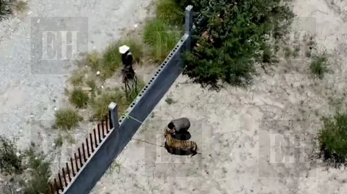 Localizan y capturan a tigre en Salinas Victoria